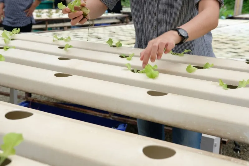 How to Transfer Seedlings to Hydroponics
