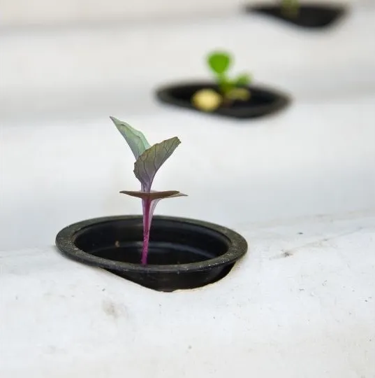 Hydroponic Transplant Shock