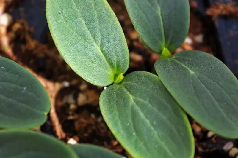When To Move Seedlings To Hydroponic System