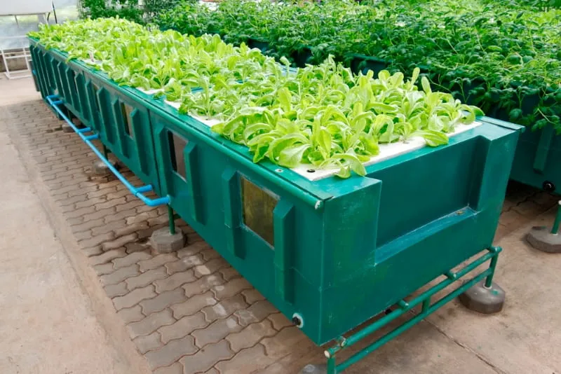 How to Build Your Own Aeroponic System