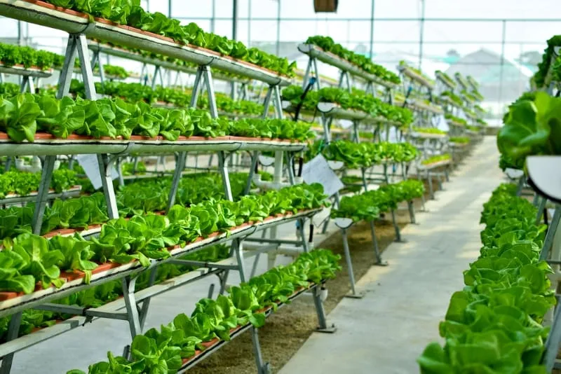 Hydroponic Vertical A-Frame Garden Hydroponic Vertical A-Frame Garden