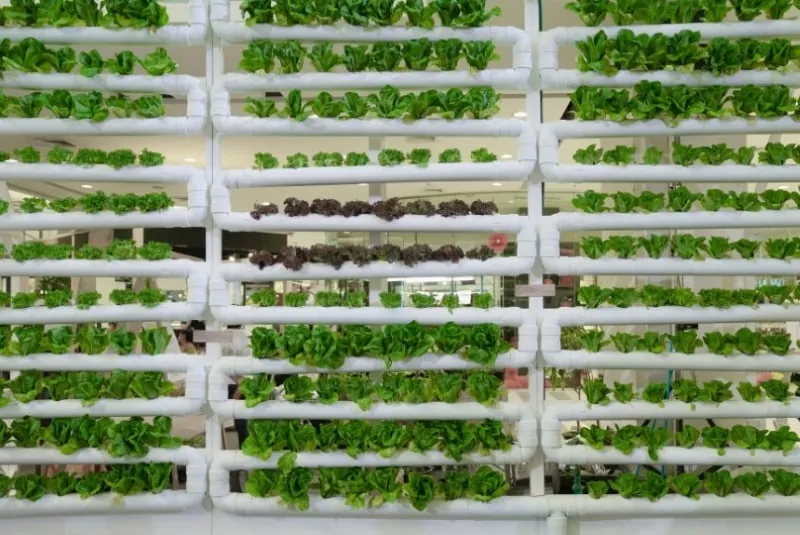 Hydroponic Vertical Garden Hydroponic Vertical Garden