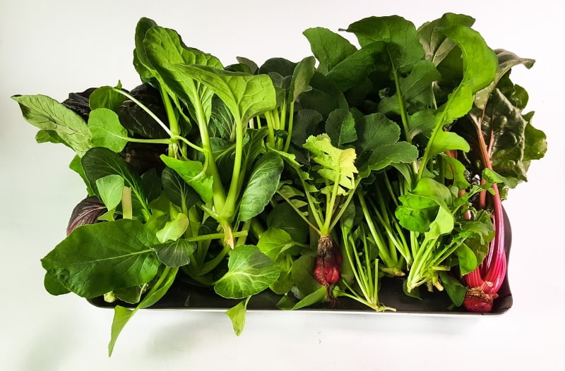 Choosing the Right Hydroponic Plants
