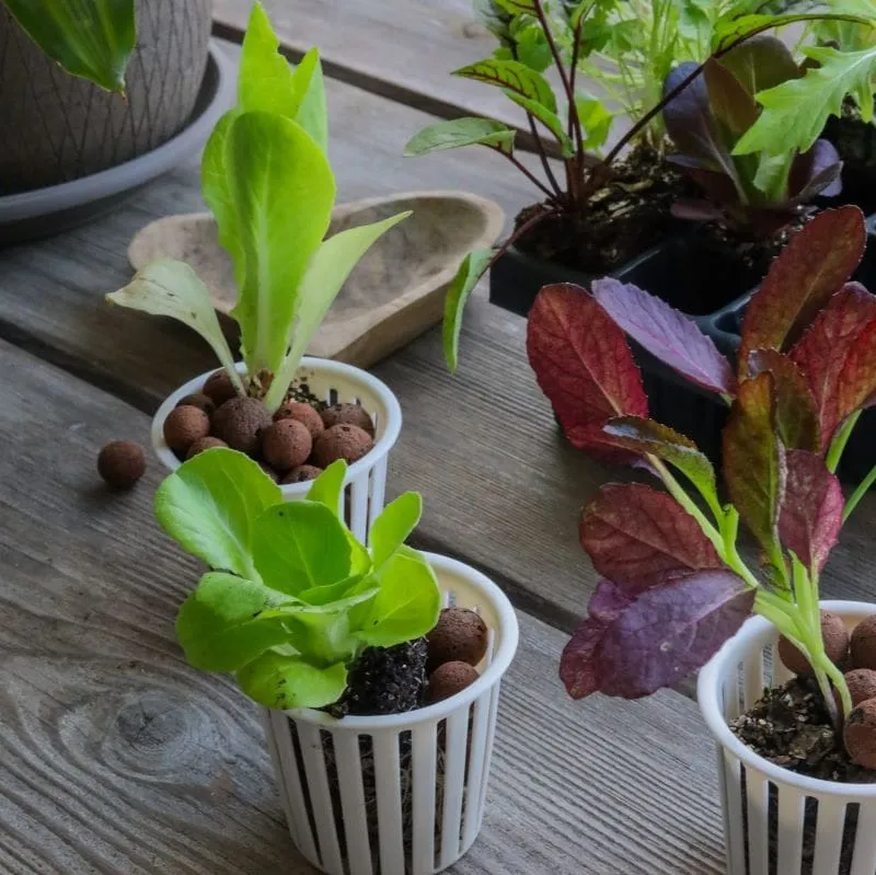 How to Grow Hydroponics for Beginners