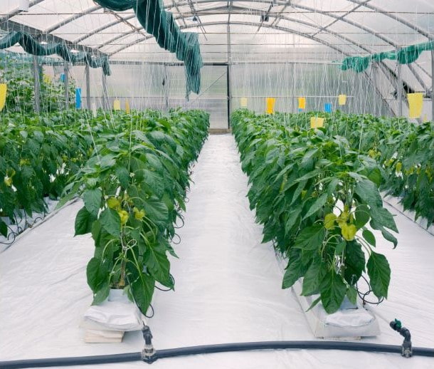 Hydroponics Space Requirements