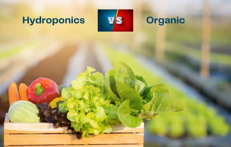 Hydroponics Vs Organic