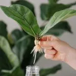 Best Rooting Hormone for Cuttings
