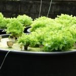 Deep Water Culture Pros and Cons