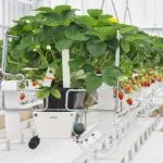 Dutch Bucket System Hydroponics