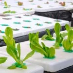 Ebb and Flow Hydroponics
