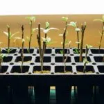 How To Clone A Plant For Hydroponics