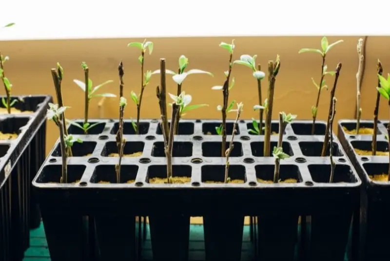How To Clone A Plant For Hydroponics