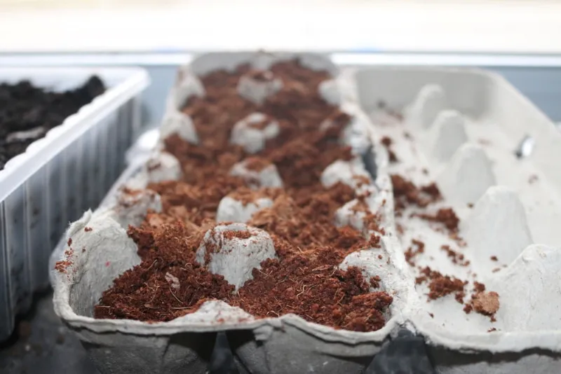 How To Prepare Seeds For Hydroponics