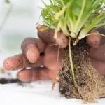 How To Promote Root Growth In Hydroponics