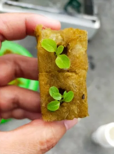 How to Germinate Seeds for Hydroponics with Rockwool