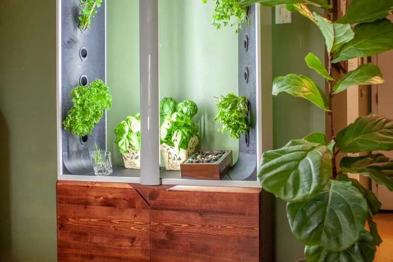 How to Grow Hydroponics at Home