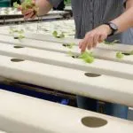 How to Transfer Seedlings to Hydroponics