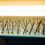How to Use Rooting Hormone for Cuttings