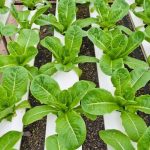 Hydroponic Plant Spacing