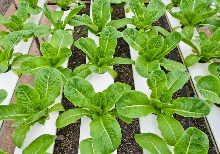 Hydroponic Plant Spacing