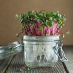 Easy Hydroponics With the Kratky Method Mason Jar Kratky Method Mason Jar Hydroponics