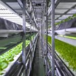 Most Profitable Hydroponic Crops to Grow