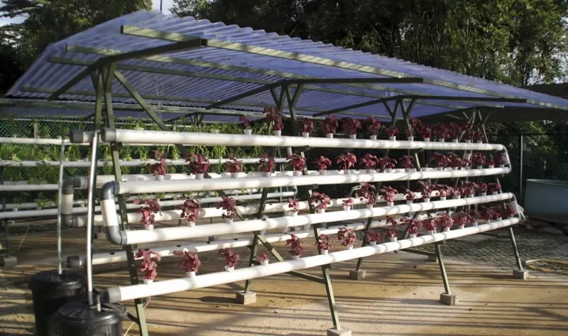 Outdoor Hydroponic Garden: A Simple Guide to Get Started Outdoor Hydroponic Garden Setup