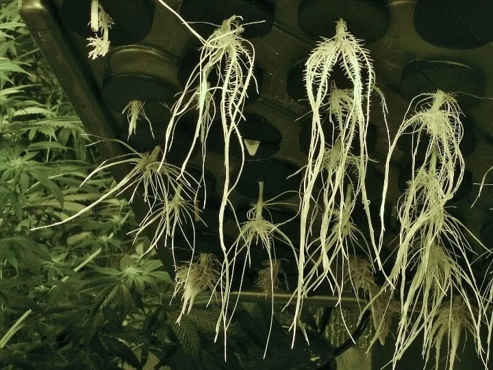 Plant Roots in DWC Hydroponics