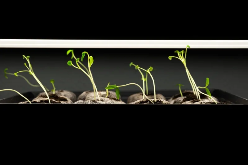 Plant Spacing In Hydroponics