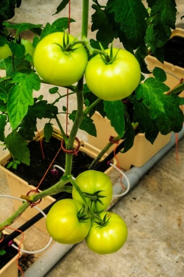 Supporting Structure for Dutch Bucket Tomato Plants
