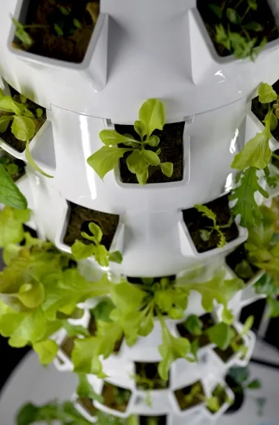 Vertical Hydroponic Spacing
