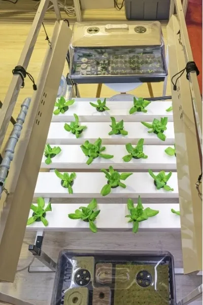 Vertical Hydroponic System Maintenance