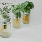 What Can You Grow With The Kratky Method