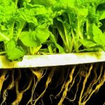What Is Deep Water Culture Hydroponics