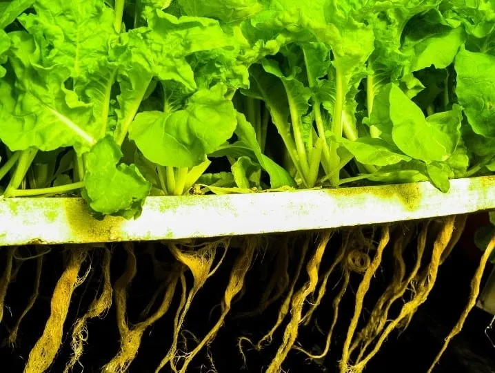 What Is Deep Water Culture Hydroponics