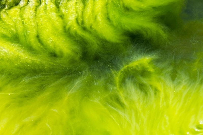 Algae Closeup