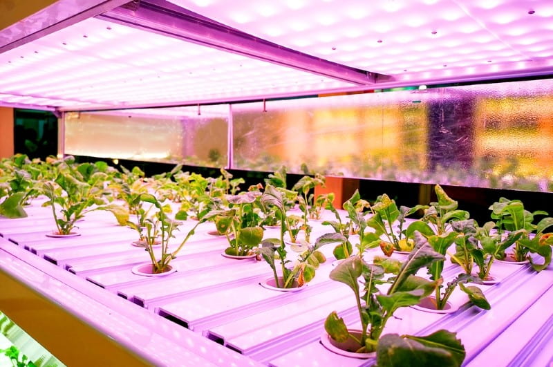 Artificial Lighting for Hydroponics