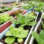 Best Ebb and Flow System