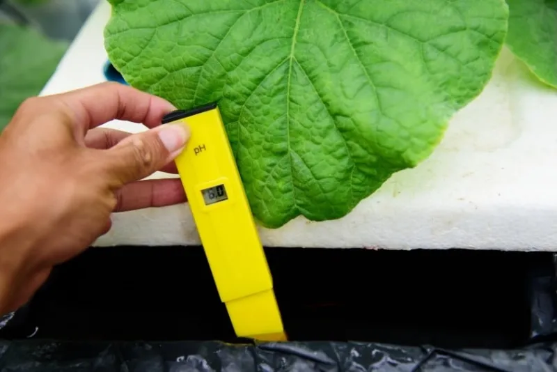 Best pH Meter For Hydroponics