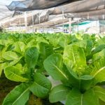 Do Hydroponic Plants Grow Faster