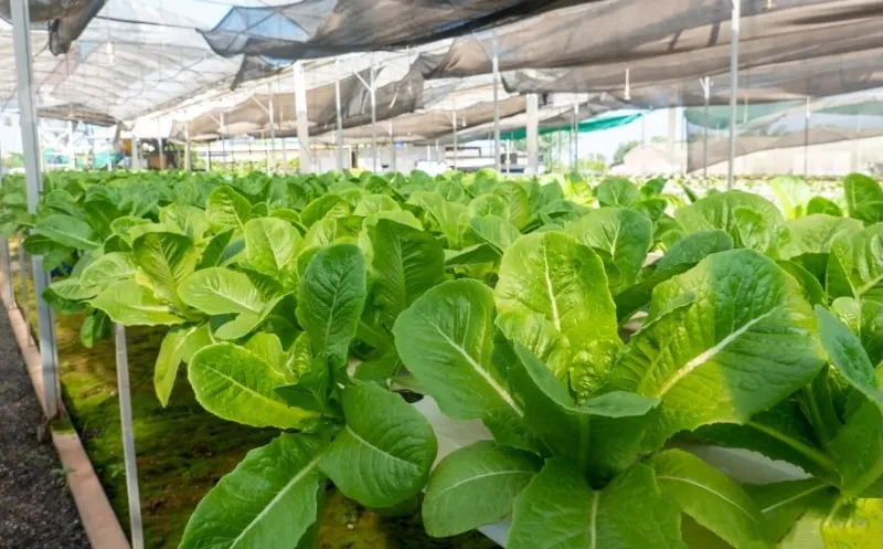 Do Hydroponic Plants Grow Faster