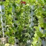 Does Hydroponics Need Sunlight