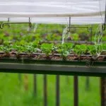What Is Drip System Hydroponics and How Does it Work? Drip System Hydroponics