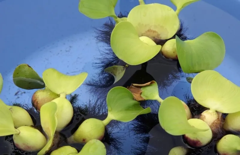 Ebb And Flow Hydroponics Cycle Time