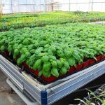 Ebb And Flow Hydroponics Pros And Cons