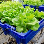 Ebb and Flow Hydroponics DIY