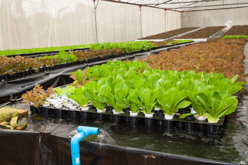 How Often Should You Change Hydroponic Water