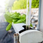How Often to Change Hydroponic Water