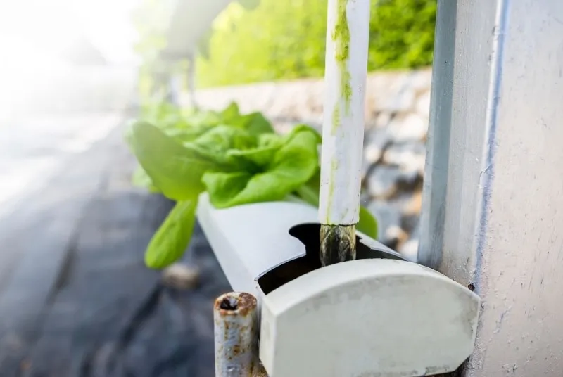 How Often to Change Hydroponic Water