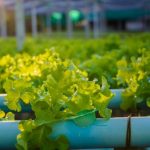 How To Clean Your Hydroponic System